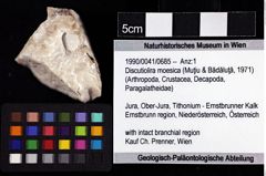 Foto (Objket + Etiketten) von Discutiolira moesica (Muţiu & Bădăluţă, 1971) 